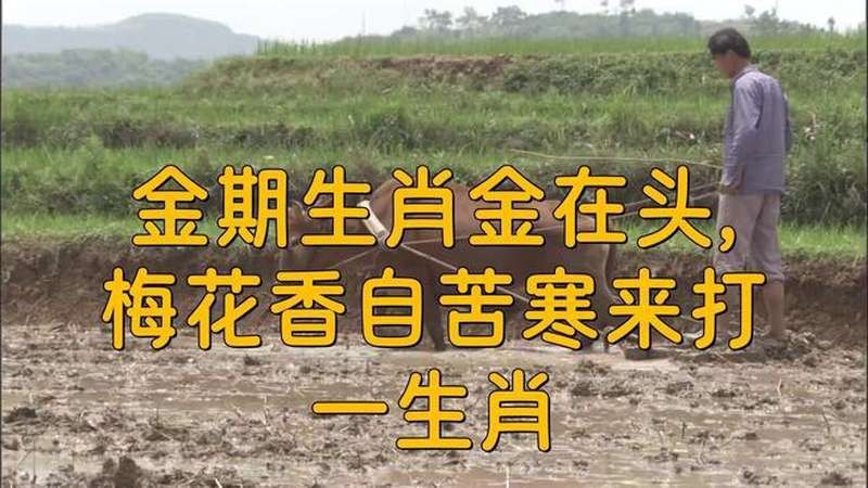 金在頭是什么生肖