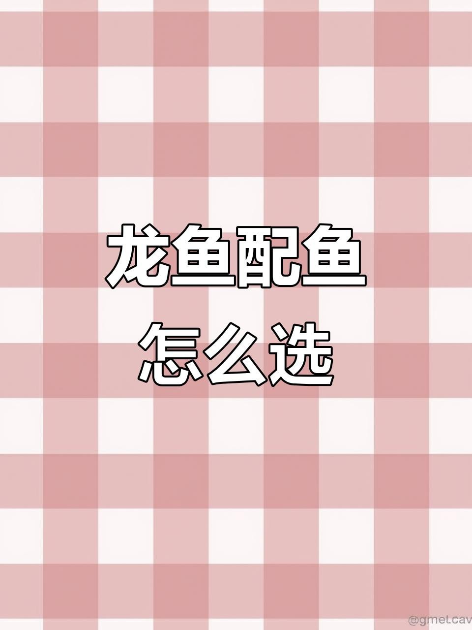 龍魚配什么魚一起養