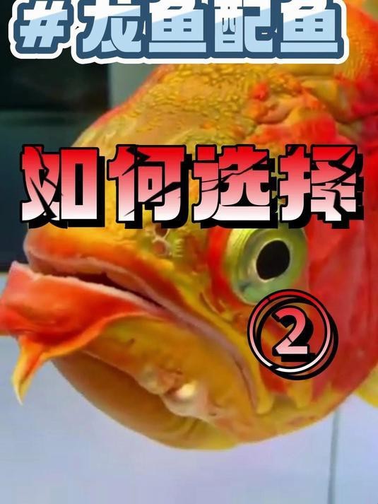 龍魚配什么魚一起養