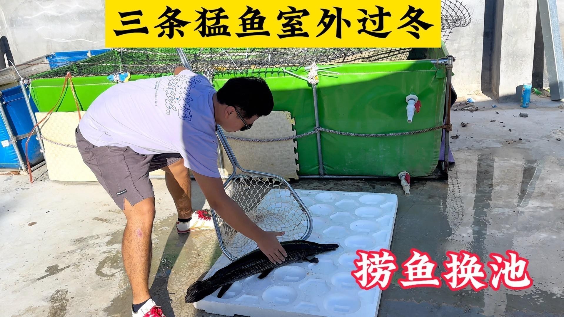 猛魚視頻愛養魚的龍龍