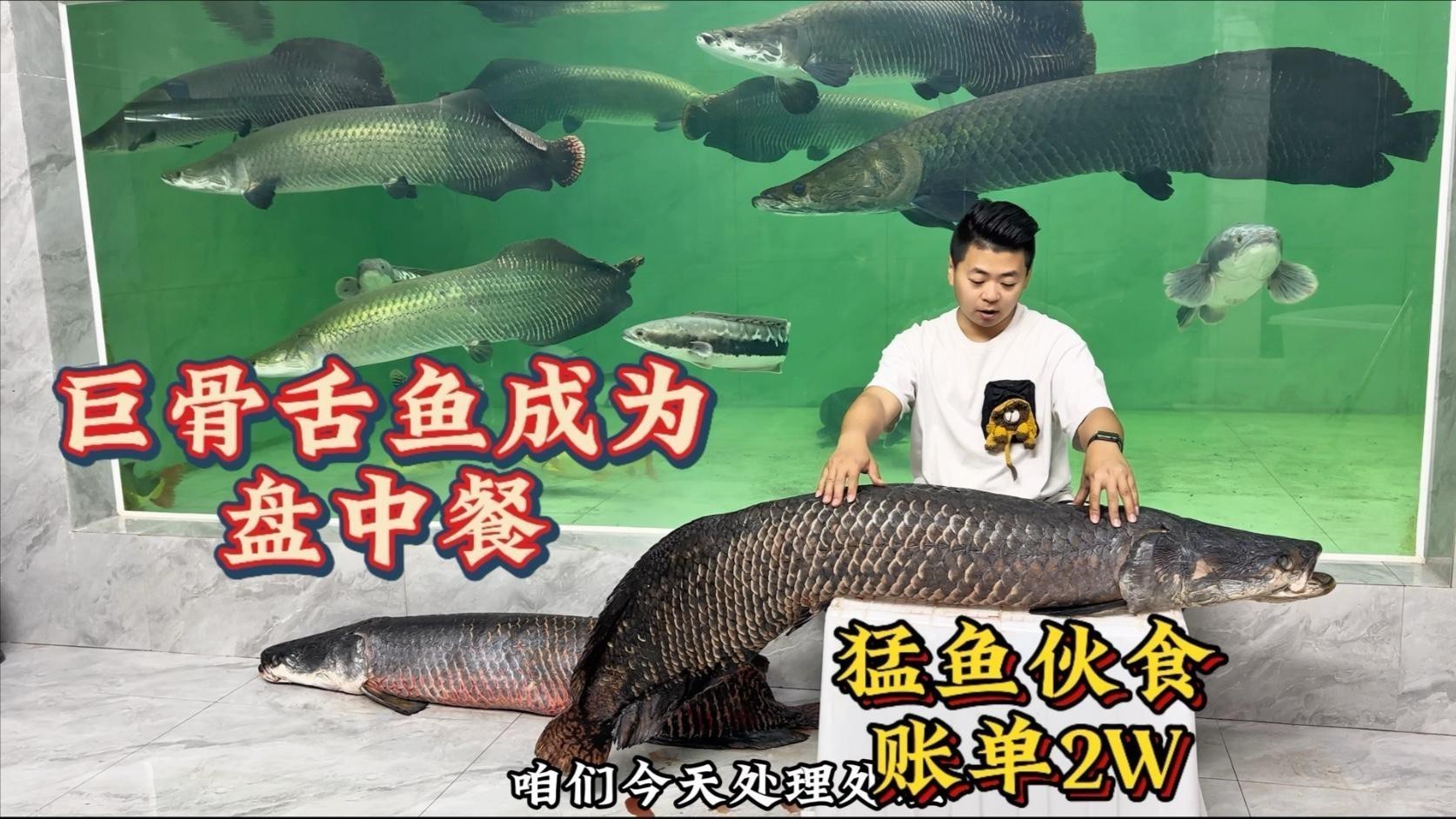 猛魚視頻愛養魚的龍龍
