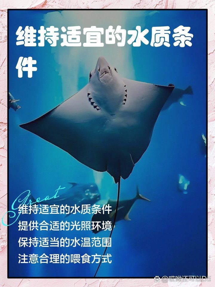 皇冠魟魚怕鹽嗎