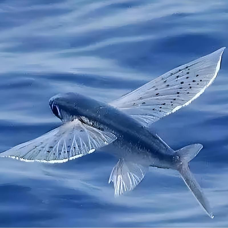 飛魚(yú)能當(dāng)寵物養(yǎng)嗎