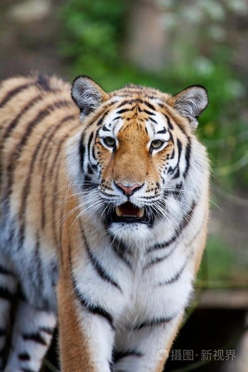 虎圖片大全最漂亮 虎圖片大全最漂亮 龍魚論壇 第14張