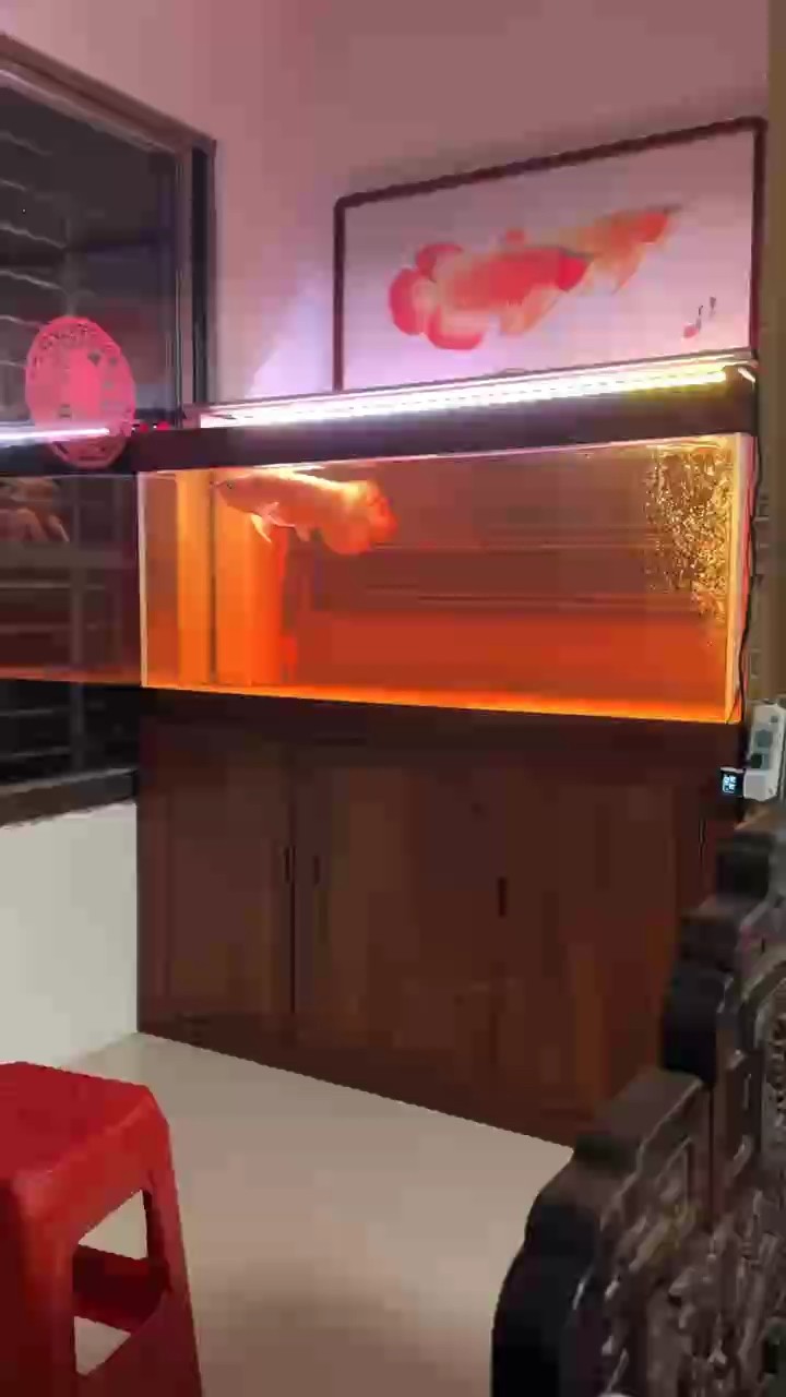 如何判斷龍魚爛鰓是否好轉(zhuǎn)，龍魚爛鰓好轉(zhuǎn)后還需要治療嗎