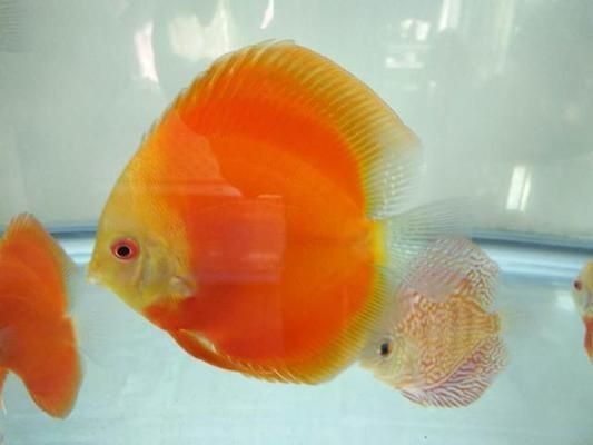 家庭魚缸水質(zhì)管理技巧：家庭魚缸水質(zhì)管理是確保水生動物健康和環(huán)境平衡關鍵