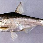 河里大眼魚學名叫什么