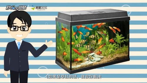 歐寶魚缸怎么清洗污垢：徹底清洗（如魚缸裝過死魚或患病的魚）在清洗歐寶魚缸污垢時