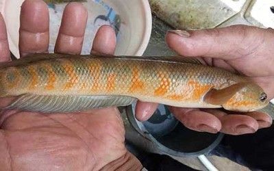 黑魚的養殖技巧黑魚的養殖技巧黑魚的養殖技巧：黑魚的養殖技巧
