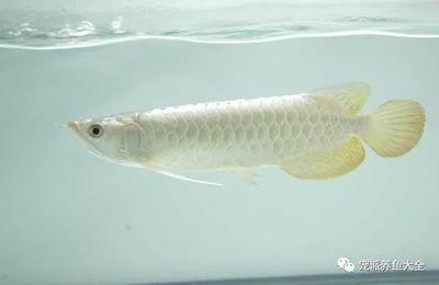 龍魚身上有白色：龍魚白膜如何預(yù)防，改善龍魚水質(zhì)的具體步驟