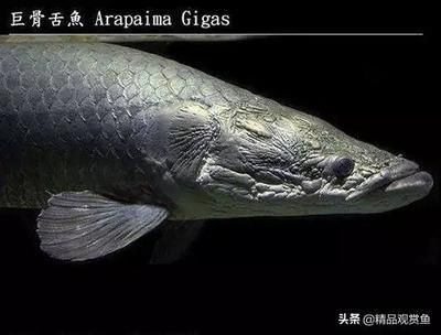 龍魚身上有白色：龍魚白膜如何預(yù)防，改善龍魚水質(zhì)的具體步驟