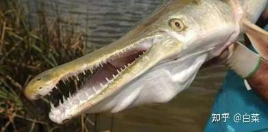 鱷雀鱔為什么叫黃化