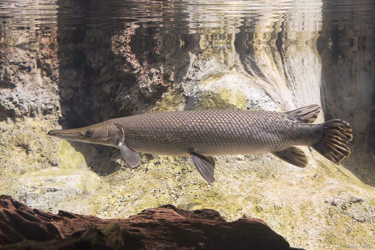 鱷雀鱔為什么叫黃化