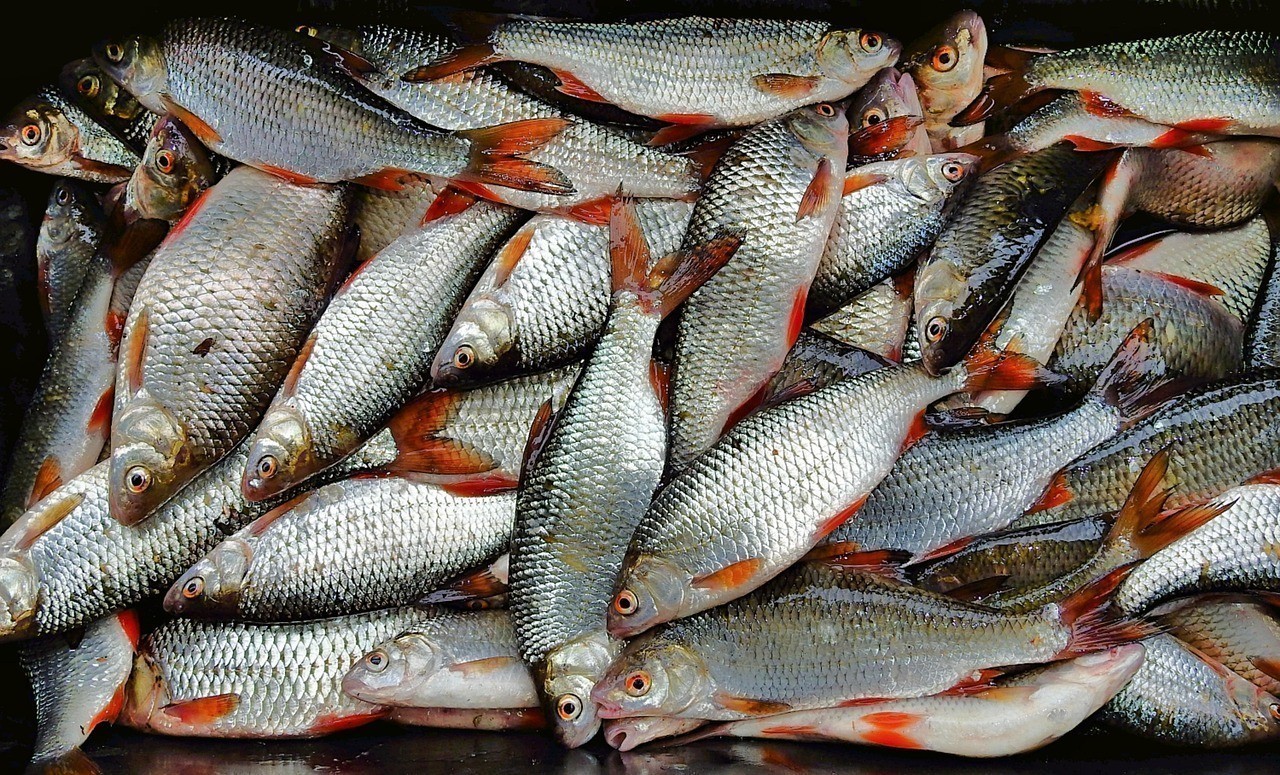 青島嶗山特色魚