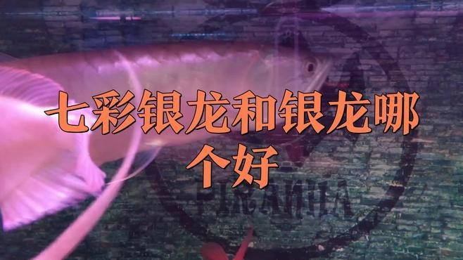 銀龍魚有幾種顏色