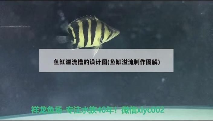 魚缸流水設計：魚缸流水設計風水布局魚缸流水設計美觀技巧