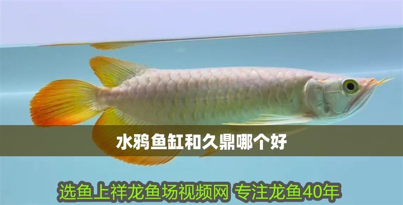 水鴉魚缸和久鼎哪個靜音