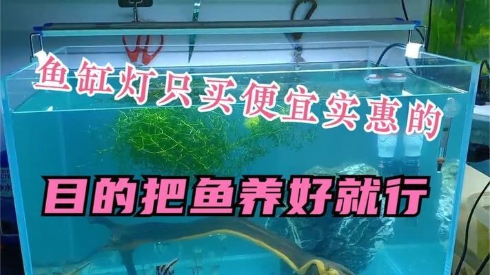 良思魚缸燈怎么樣好用嗎：良思魚缸燈具有以下幾個優點：燈光可以增強魚類觀賞效果