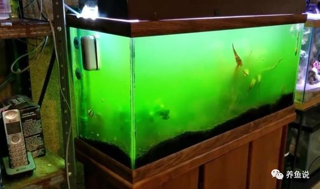 良思魚缸燈怎么樣好用嗎:良思魚缸燈具有以下幾個優點:燈光可以增強魚類觀賞效果