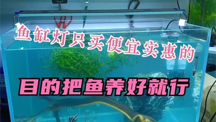 良思魚缸燈怎么樣好用嗎:良思魚缸燈具有以下幾個優點:燈光可以增強魚類觀賞效果