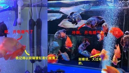 魚(yú)缸加熱器安裝視頻：如何維護(hù)魚(yú)缸加熱器，魚(yú)缸加熱器使用注意事項(xiàng)