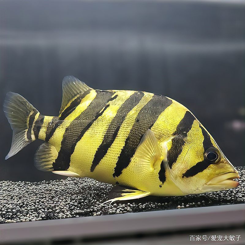 虎魚養(yǎng)幾條旺財 虎魚養(yǎng)幾條旺財 龍魚論壇 第7張