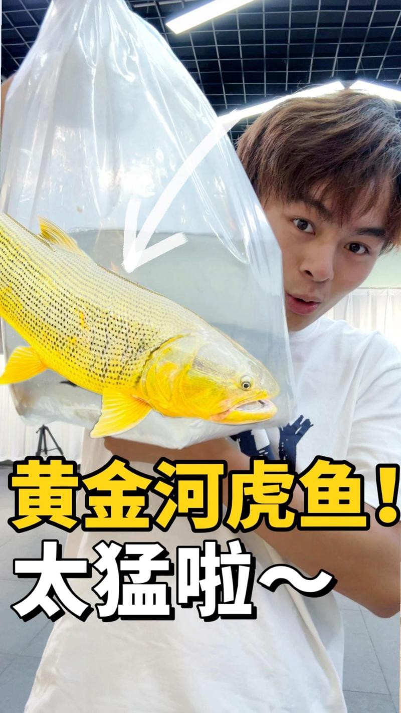 虎魚養(yǎng)幾條旺財 虎魚養(yǎng)幾條旺財 龍魚論壇 第9張