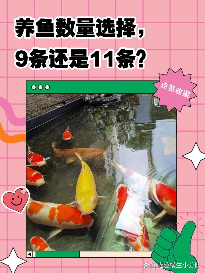虎魚養(yǎng)幾條旺財 虎魚養(yǎng)幾條旺財 龍魚論壇 第10張