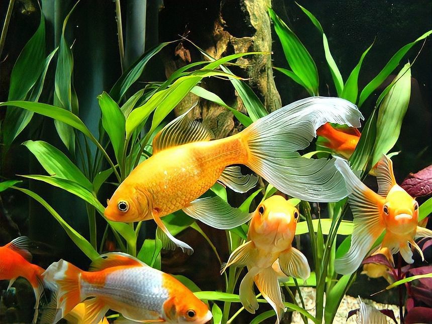 虎魚養(yǎng)幾條旺財 虎魚養(yǎng)幾條旺財 龍魚論壇 第11張