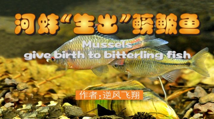 河蚌養在魚缸里既有好處也有壞處，需要仔細考慮和管理：如何在魚缸中養活河蚌