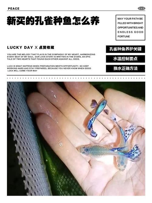 賽級孔雀魚的價格是多少？