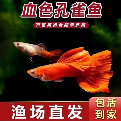 賽級孔雀魚的價格是多少？