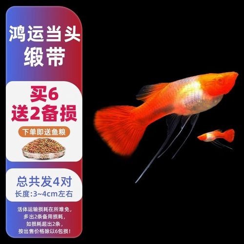 賽級孔雀魚的價格是多少？