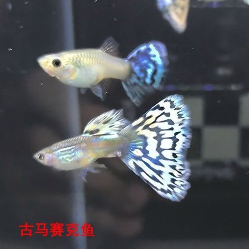 賽級孔雀魚的價格是多少？