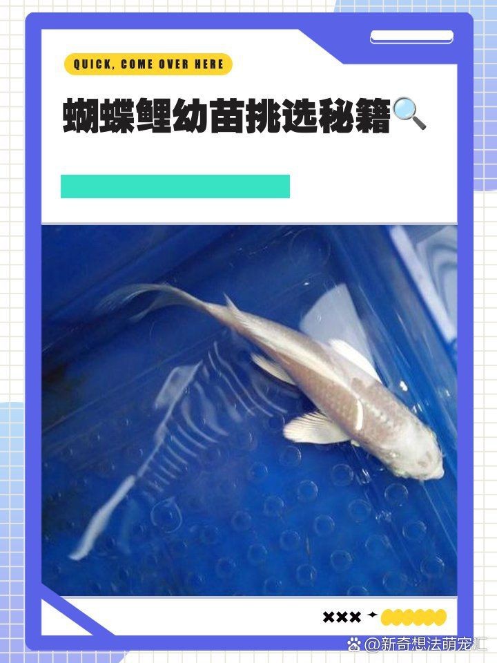 蝴蝶鯉返祖苗是什么意思
