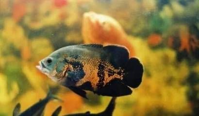 龍魚長得慢：龍魚生長緩慢可能由多種因素造成，龍魚生長速度受哪些因素影響