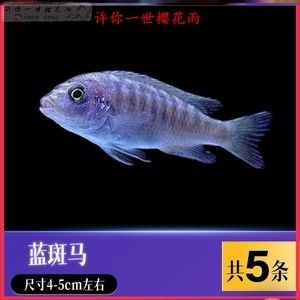 薩伊藍(lán)龍魚(yú)混養(yǎng)ph：薩伊藍(lán)魚(yú)和龍魚(yú)混養(yǎng)的優(yōu)點(diǎn)和缺點(diǎn)
