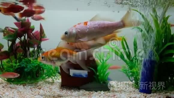 魚視頻下載推薦