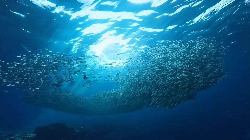 魚視頻下載推薦