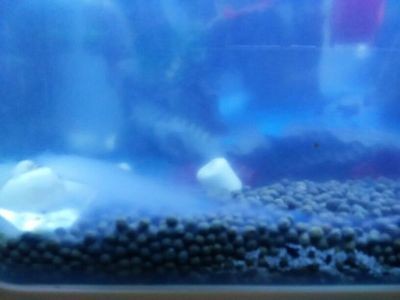 魚缸澄清劑什么牌子好用：好用的魚缸澄清劑有哪些？