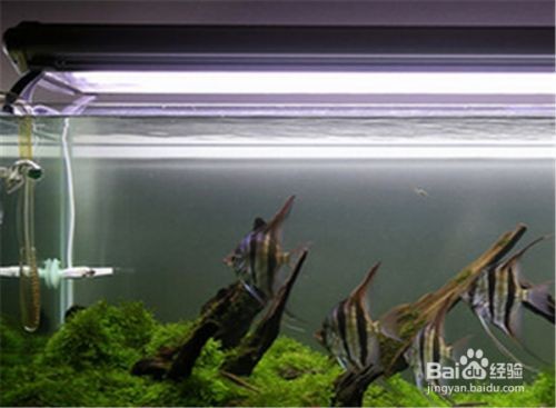燕魚魚缸造景視頻大全：燕魚魚缸造景視頻大全詳情