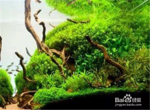 燕魚魚缸造景視頻大全：燕魚魚缸造景視頻大全詳情