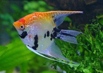 燕魚魚缸造景視頻大全：燕魚魚缸造景視頻大全詳情