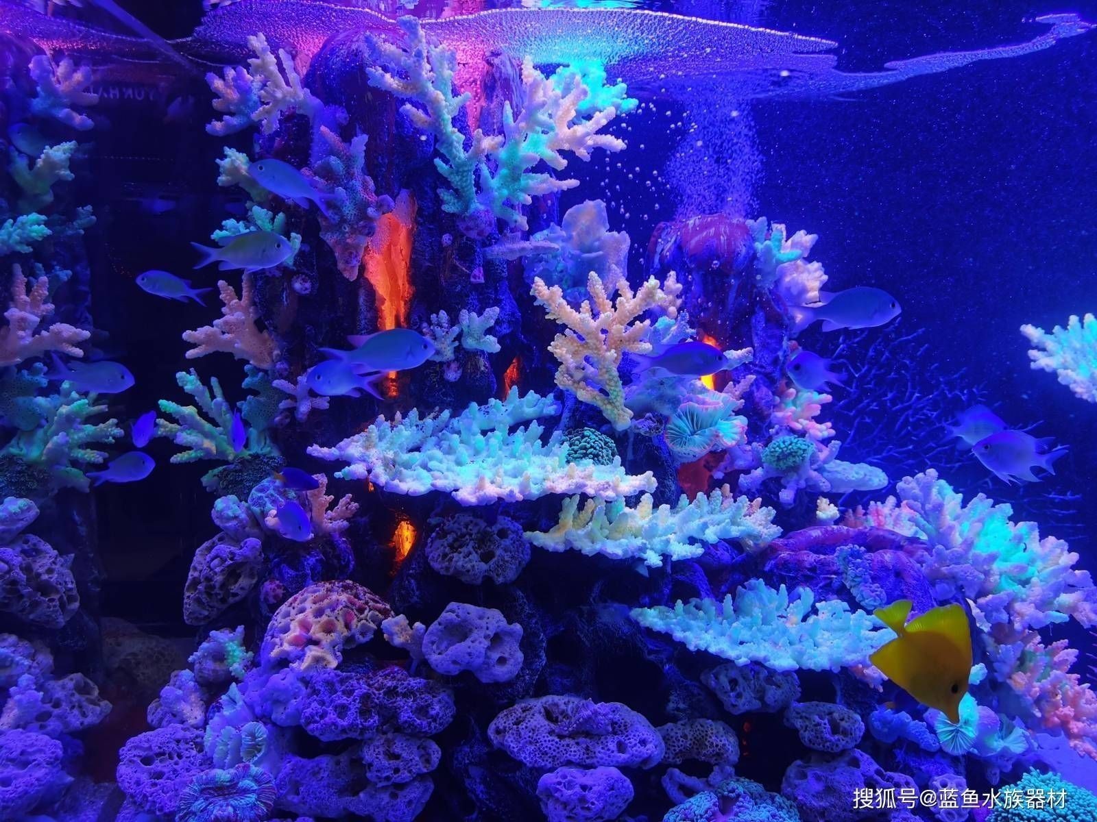 淡水蝦虎魚的品種及圖片