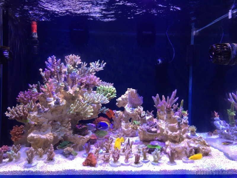 淡水蝦虎魚的品種及圖片