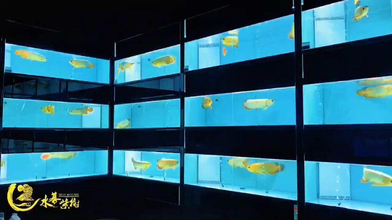 水幕紫榭龍魚體驗館