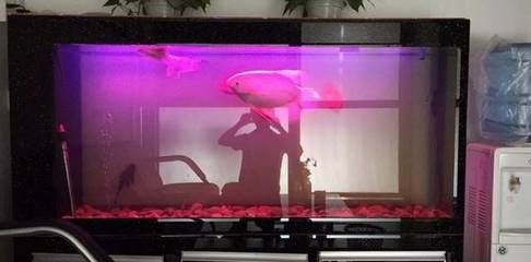 魚(yú)缸vc多長(zhǎng)時(shí)間放一次：關(guān)于魚(yú)缸維生素c的投放頻率主要有兩種觀點(diǎn)有建議