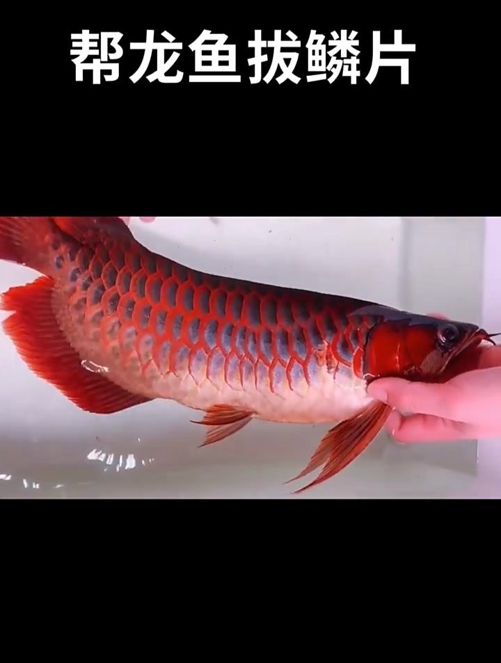 如何挑選健康的短身福龍魚(yú)？ 如何挑選健康的短身福龍魚(yú)？ 龍魚(yú)百科 第4張