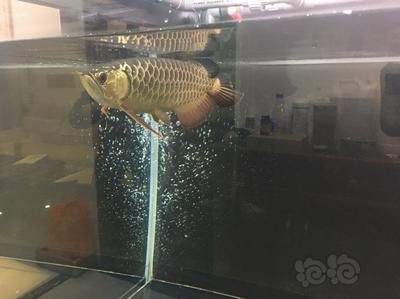 龍魚能長多少公分的魚：世界上最大的龍魚長度達到一米六的龍魚長度達到一米六