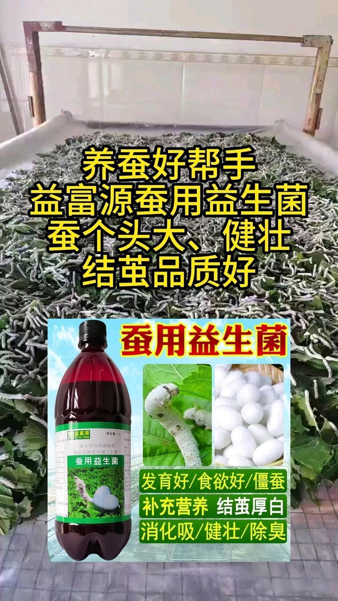 馬豆蠶道益生菌使用方法